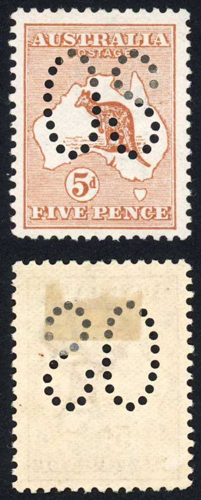 australia-sgo7-5d-chestnut-with-large-os-fine-m-m-cat-300-pounds