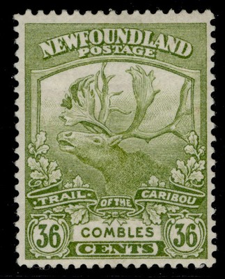 canada-newfoundland-gv-sg141-36c-sage-green-m-mint-cat-30