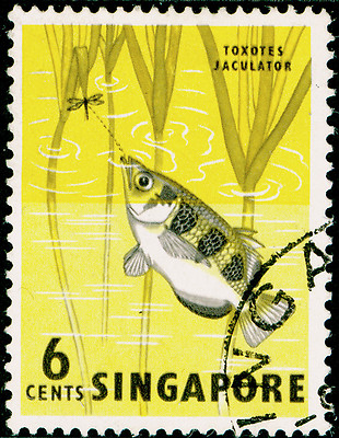 singapore-sg67-6c-black-greenish-yellow-fine-used