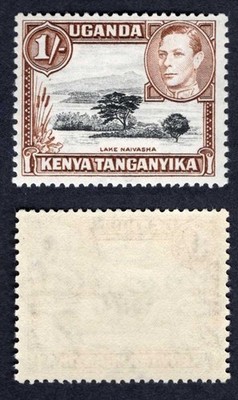 kut-sg145-1-black-and-brown-perf-13x11-75-superb-u-m-cat-30-pounds