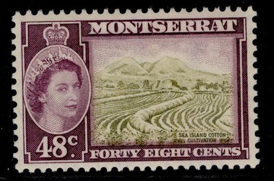 montserrat-qeii-sg145a-48c-yellow-olive-purple-m-mint-cat-20