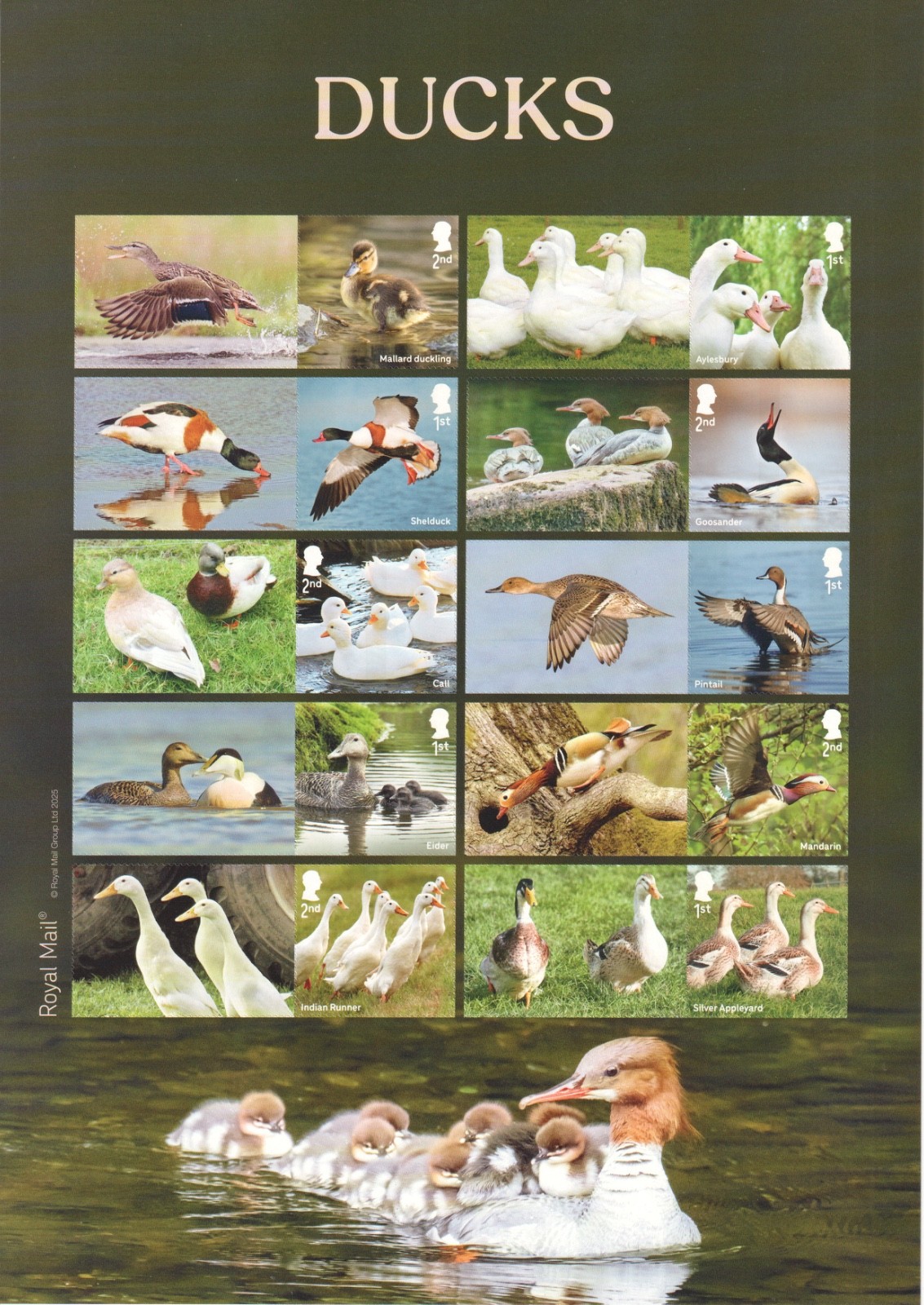 gb-2025-ducks-collector-smilers-sheet-gs178-ls176
