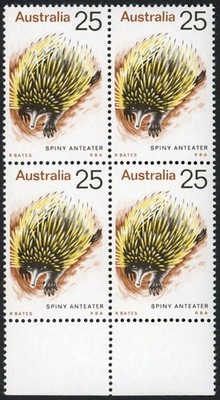 australia-bw660g-retouch-in-brown-right-at-left-of-front-paw-u-m