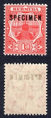 bermuda-sg38s-1d-red-wmk-mult-ca-opt-specimen-m-m